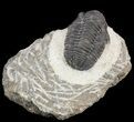 Bargain, Gerastos Trilobite Fossil - Morocco #52121-1